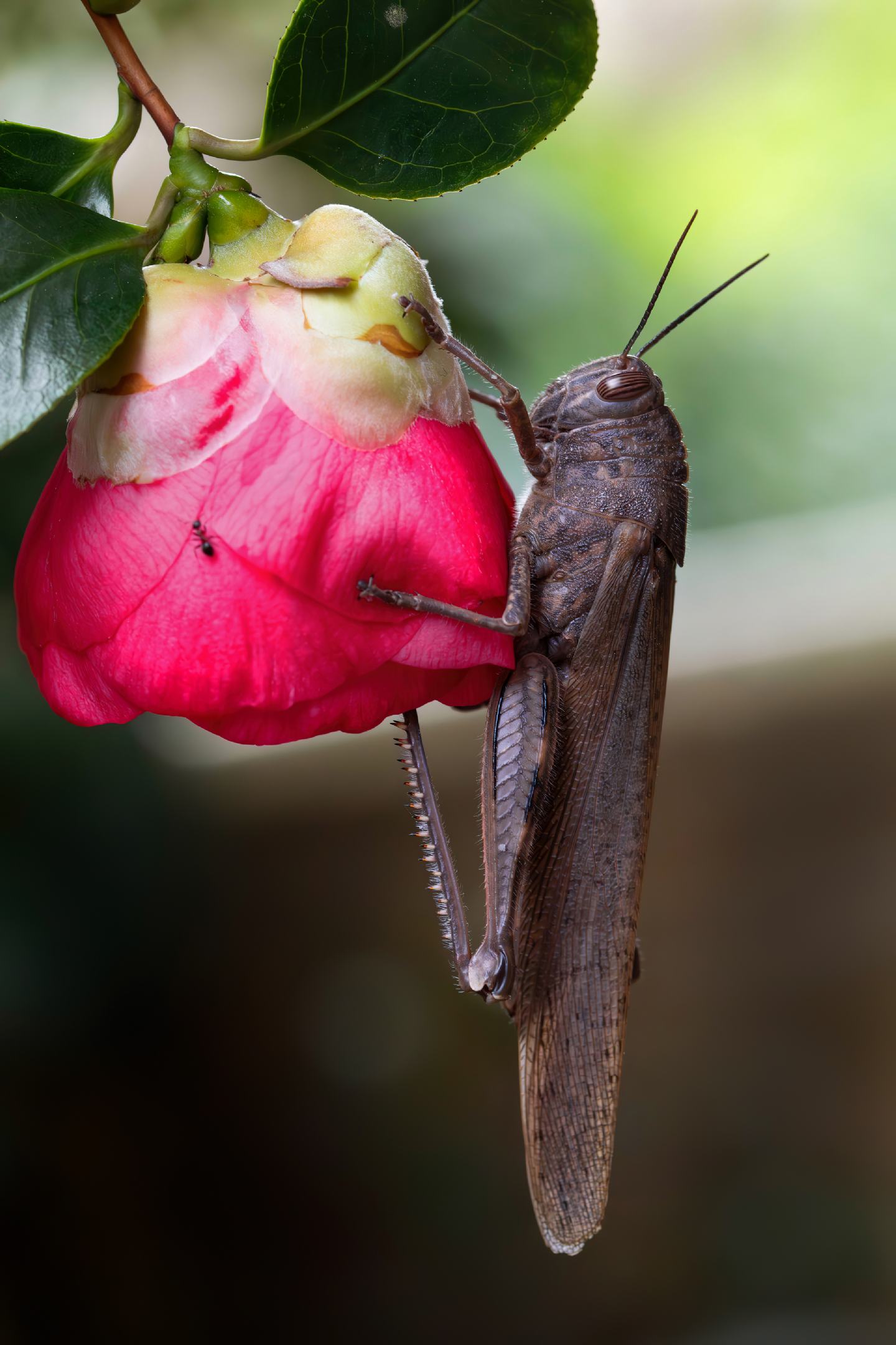Acrididae - Anacridium aegyptium